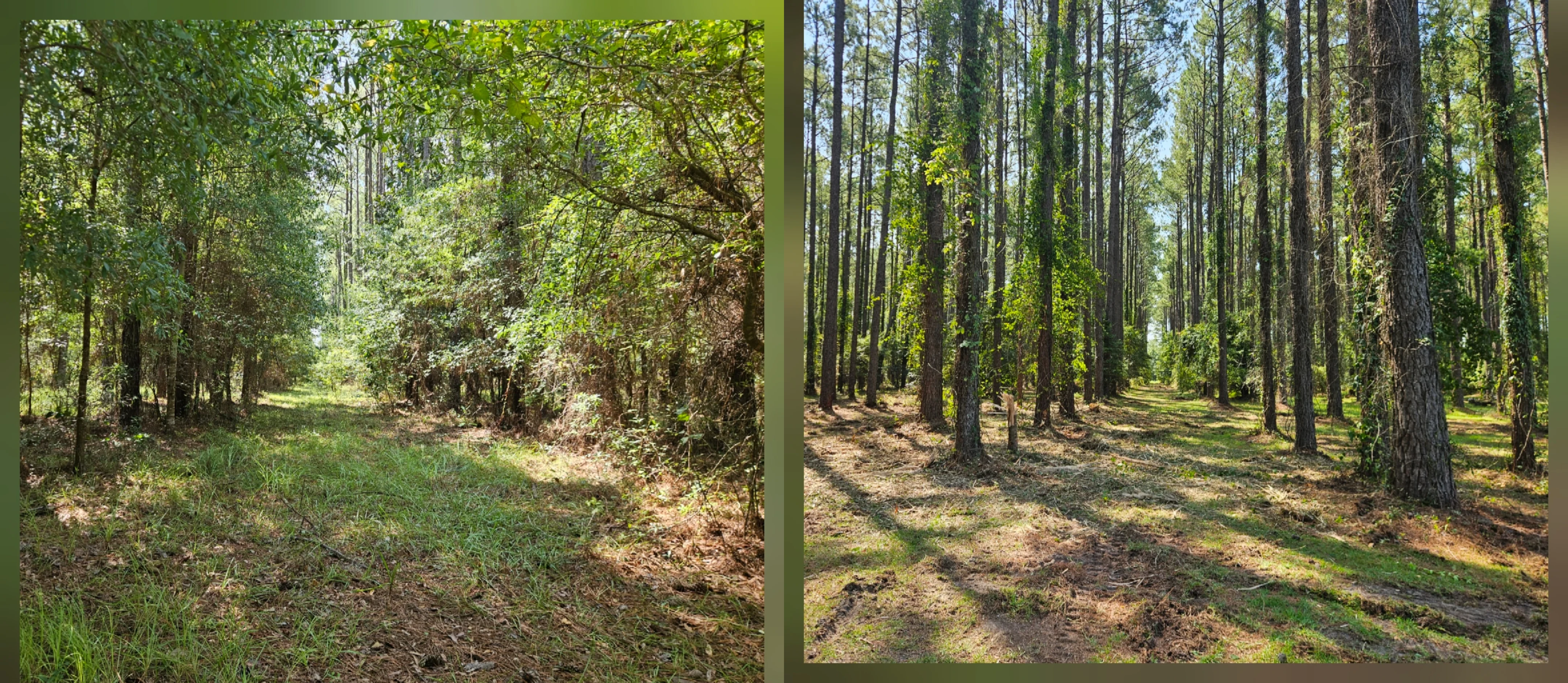 Martin property brush clearing before and after by PBM Land Services
